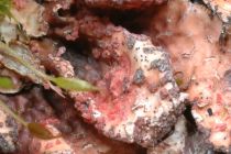 Marchandiomyces corallinus